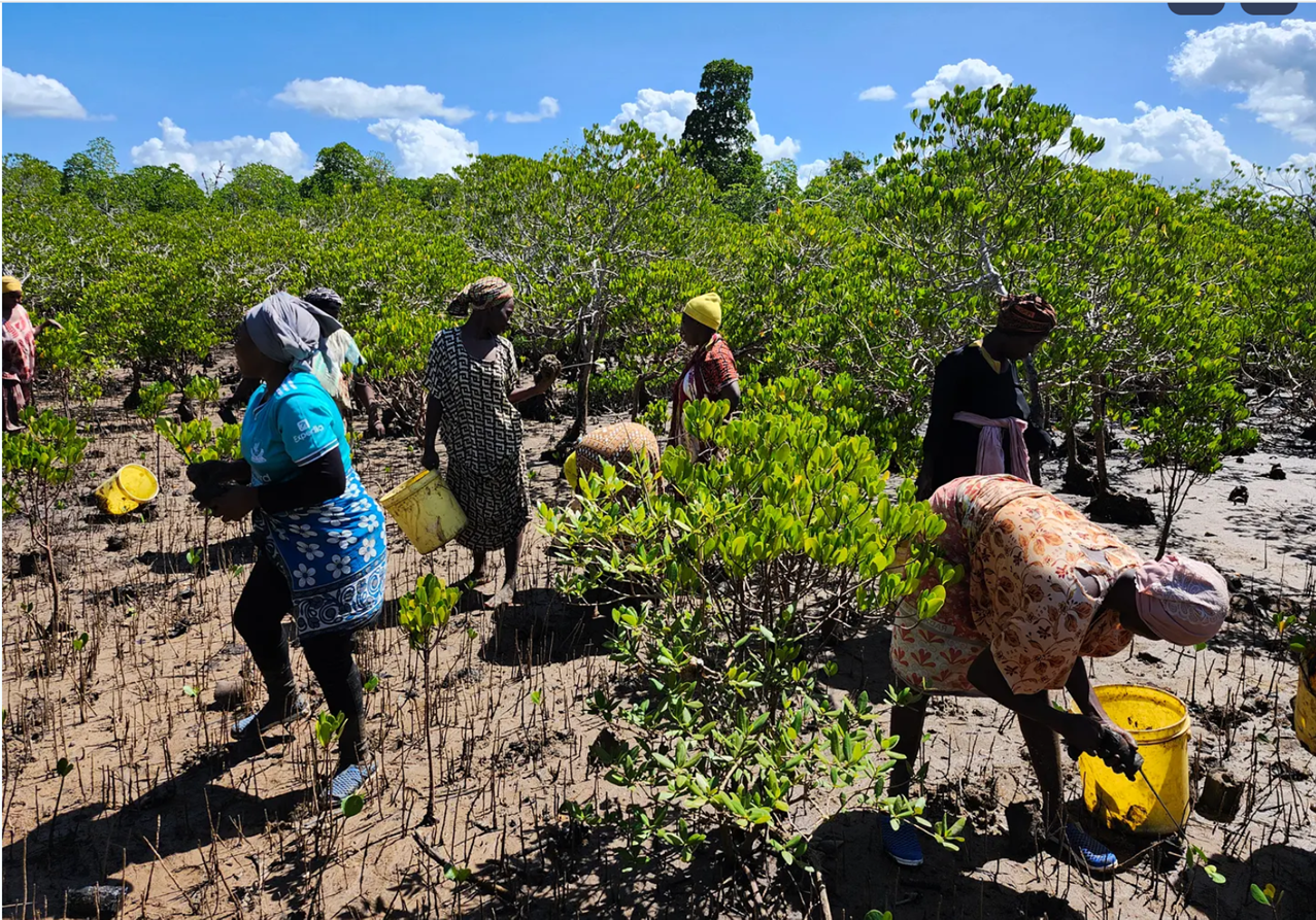 Mangrove Tree Planting