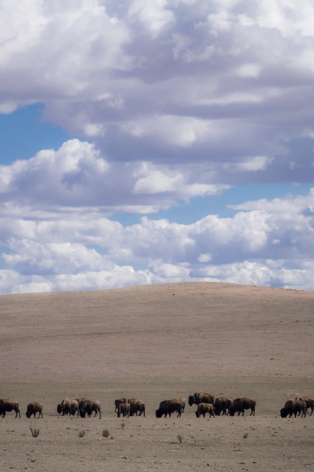 Bufallo Grazing in Southern Utah