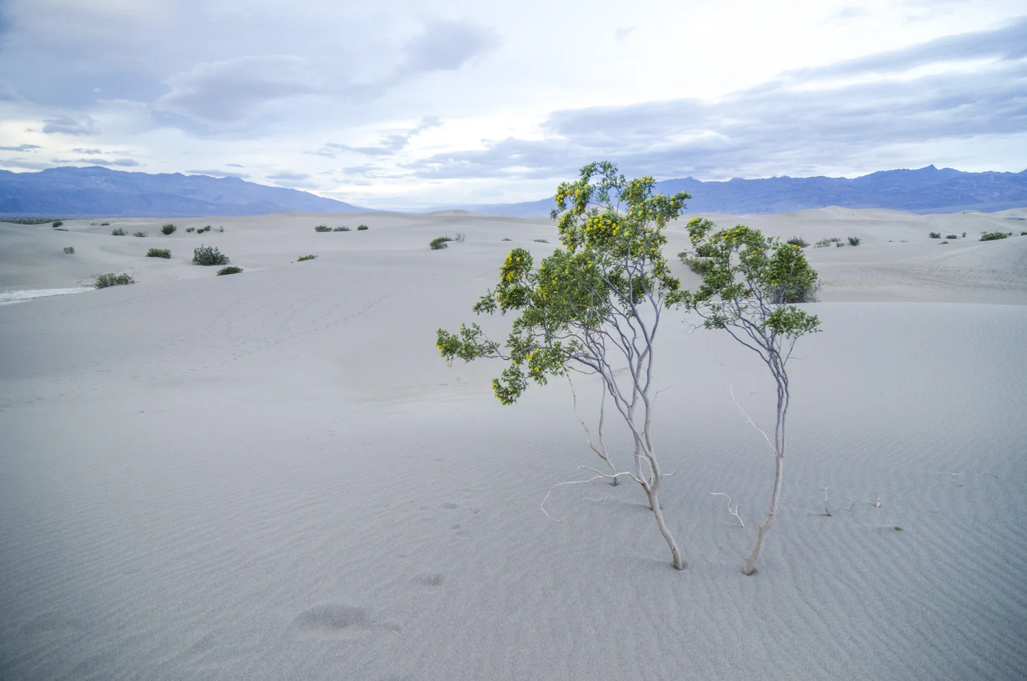 Sand Dunes, Death Valley, California