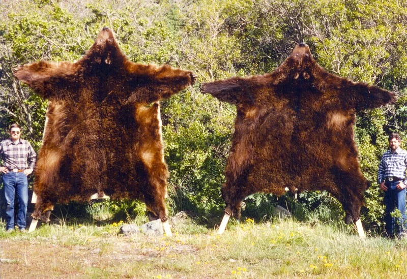Brent Jones and me with our first two brown bears taken by AAA Alaskan Outfitters in the Spring of 1984. They ranked the first and third largest brown bears taken in Alaska that year.
