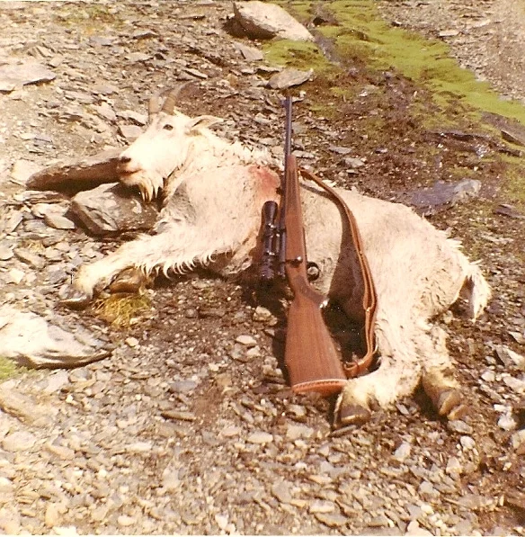 My first Alaska mountain goat taken August 12, 1966. I was actually sheep hunting.