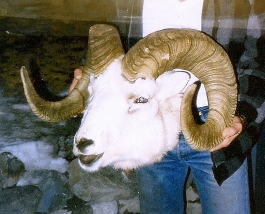 A 41" Ram