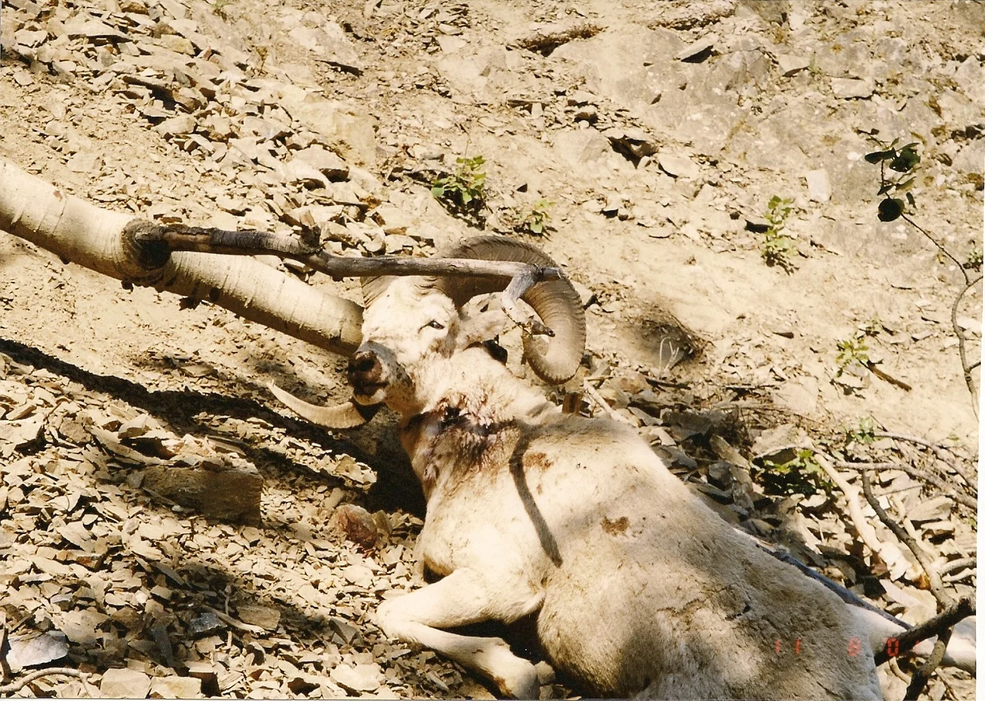 39" Ram Snagged By A Tree