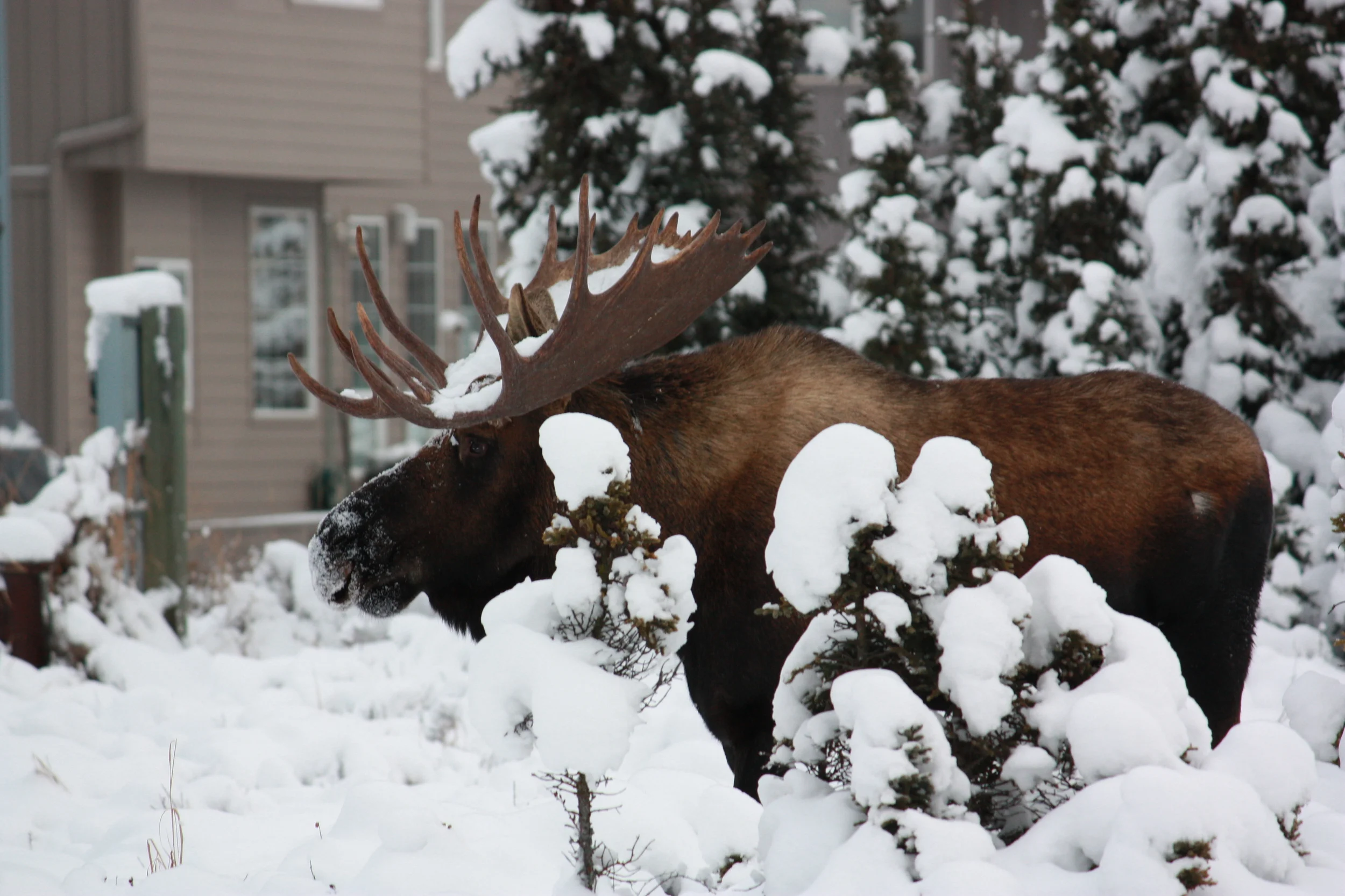 Moose Behind My House