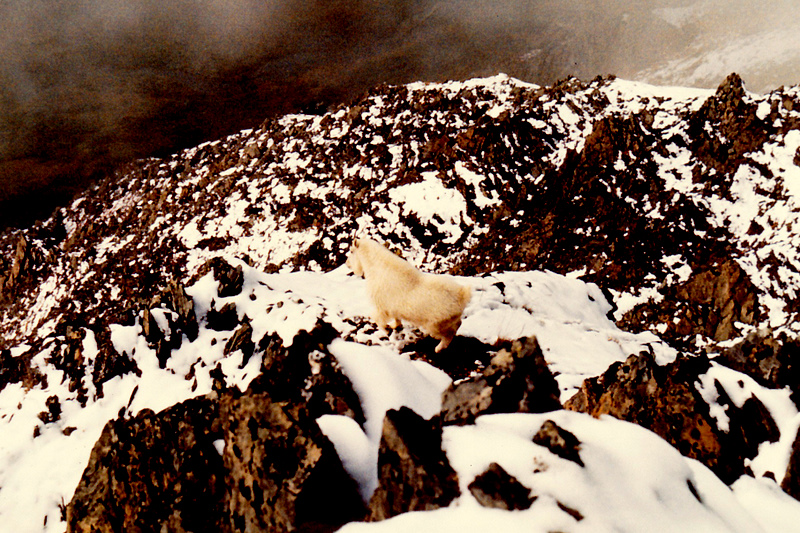 Mountain Goat