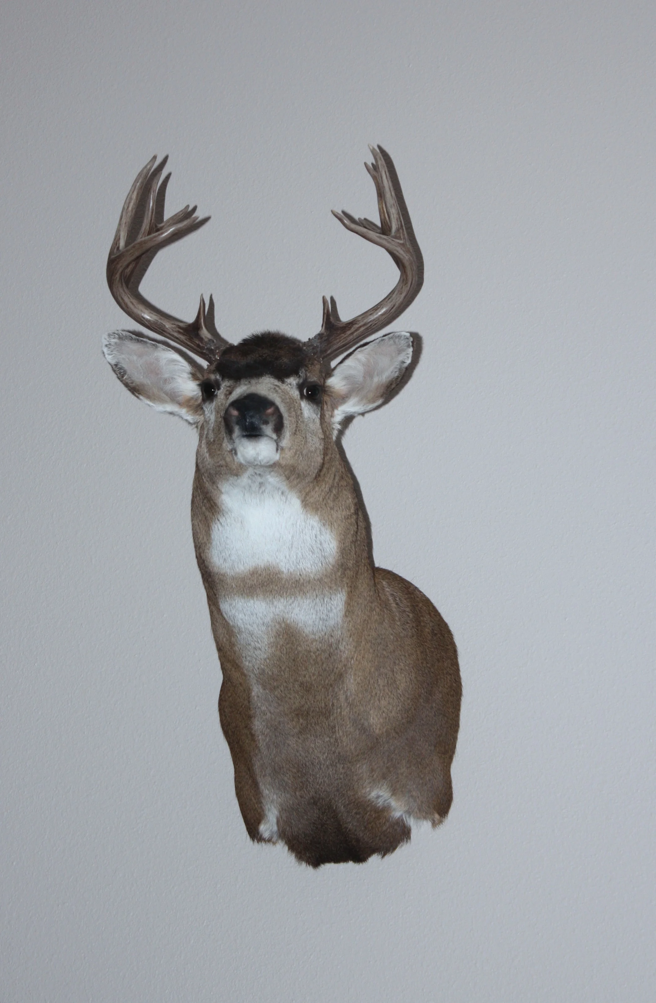 My 1st Big Stika Blacktail