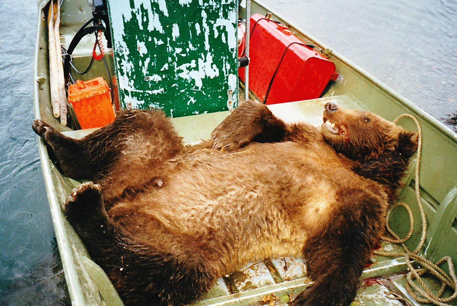 Brown Bear In A Boat