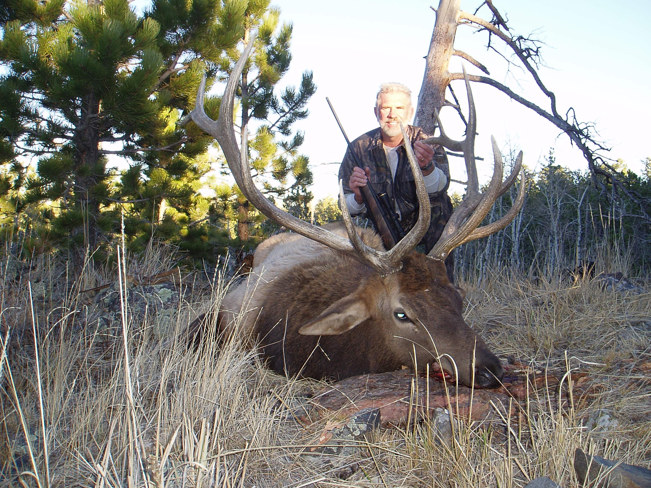 My Only Elk