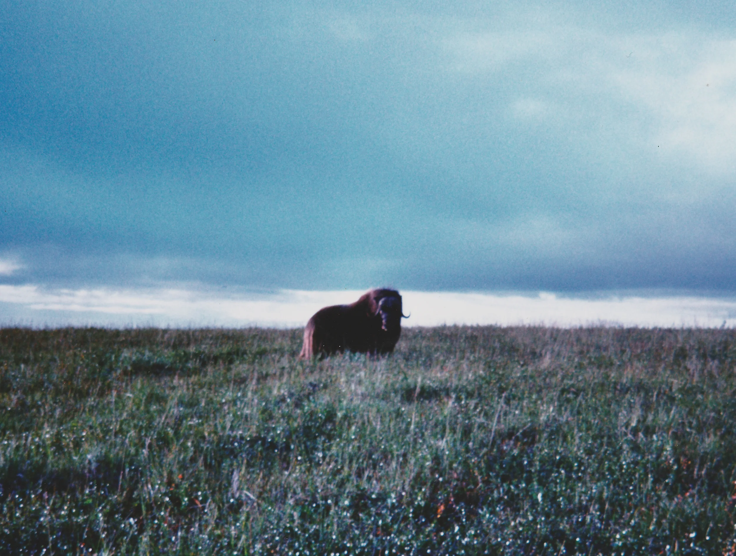 Musk Ox