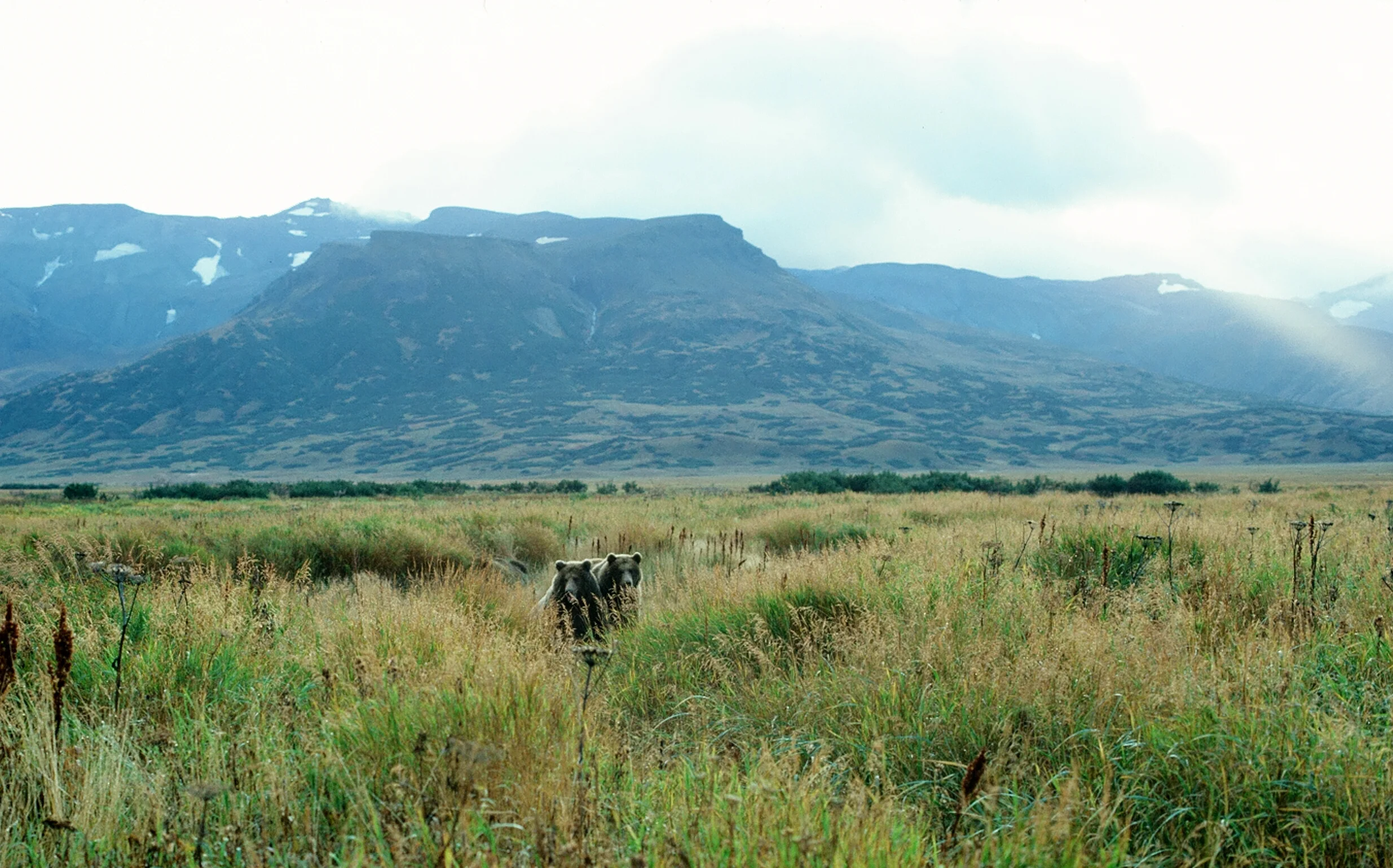 Brown Bear Cubs