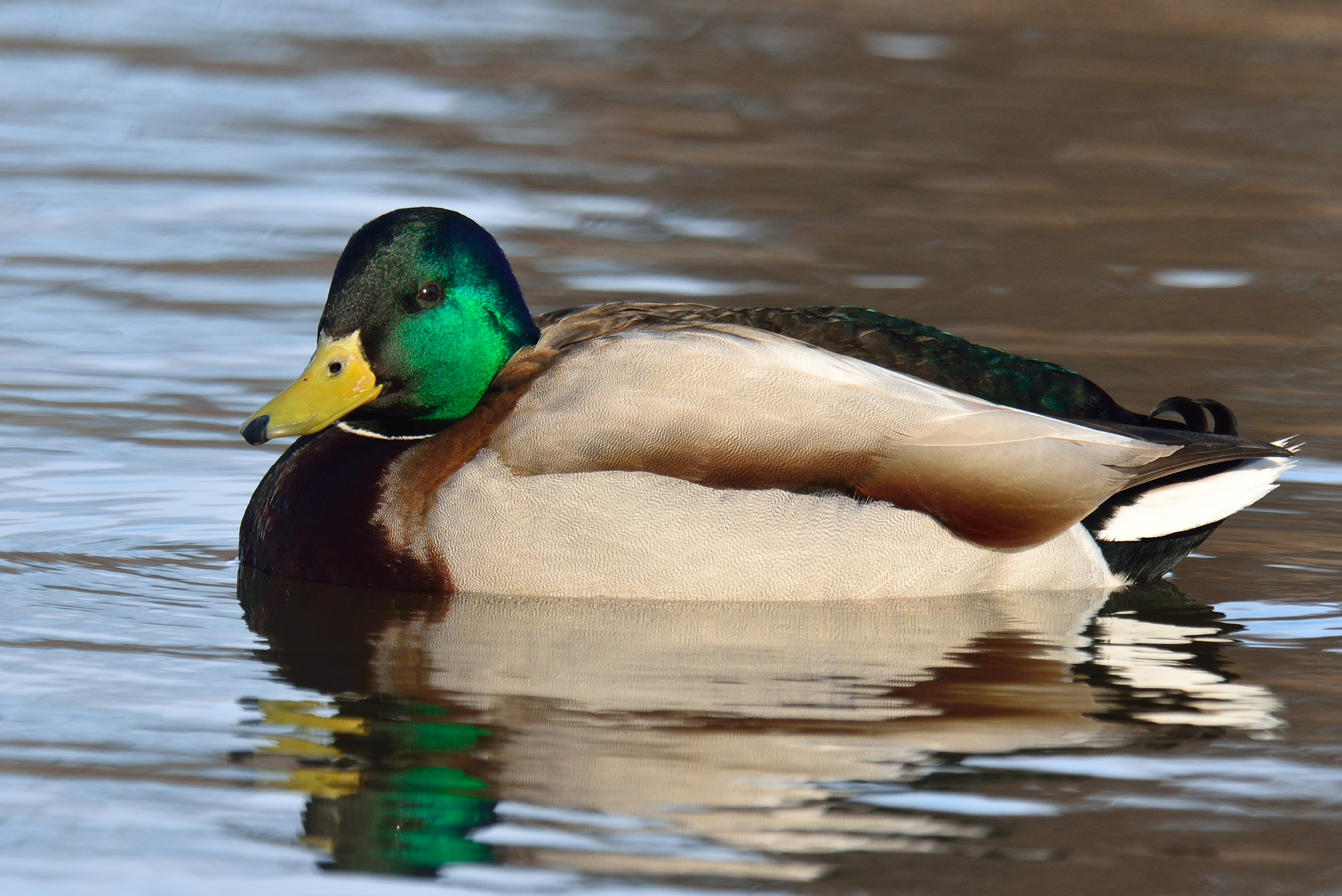 Photo was taken by my good friend professional wildlife photographer Tom Jesiolowski. You can see more of his magnificent images by going to our Home Page and clicking on (Recommendations) for Northland Arts Taxidermy.