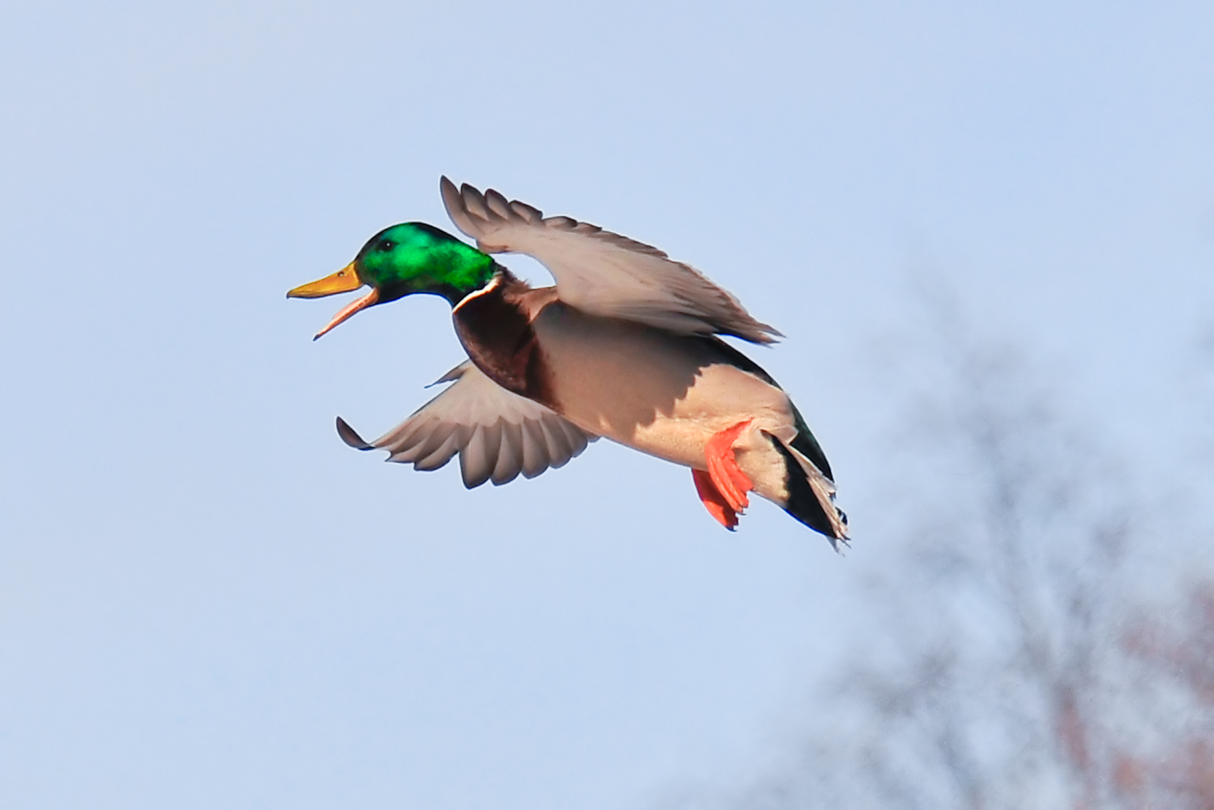 Another great image by Tom Jesiolowski of Northland Arts Nature Images. Click photo or here to link to his website.