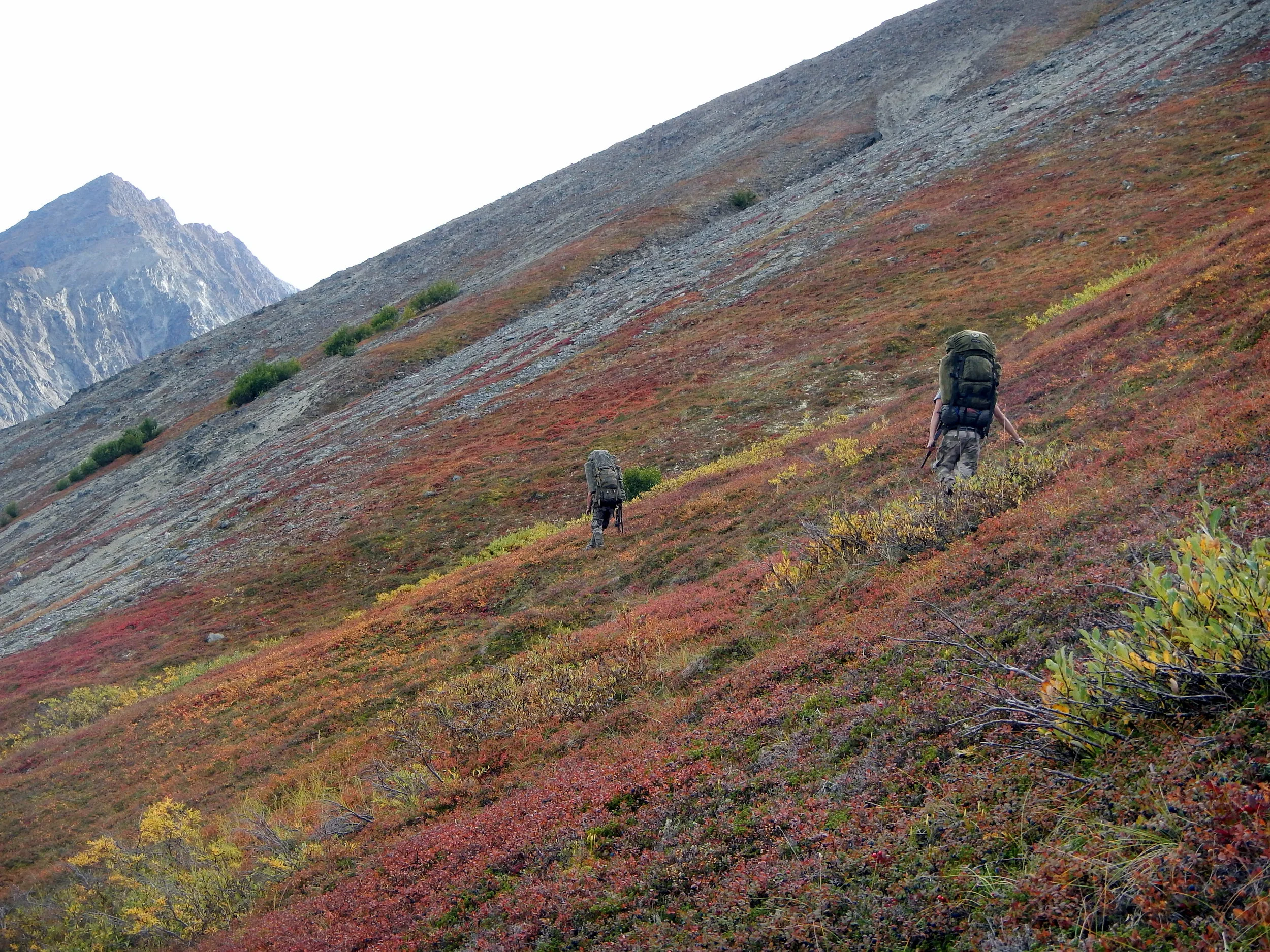 Side hilling on a sheep trail.