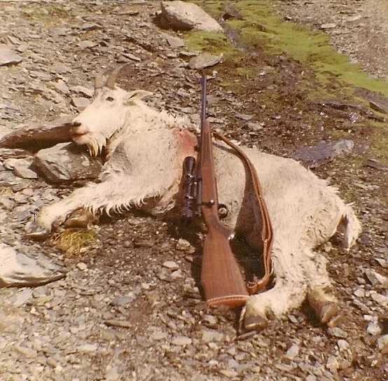 My 1st mountain goat with my Winchester Model 70 300 Winchester magnum. 
