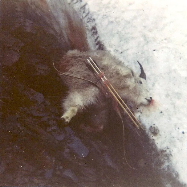 My first goat with a bow. He was a 8 1/2" "Billy"