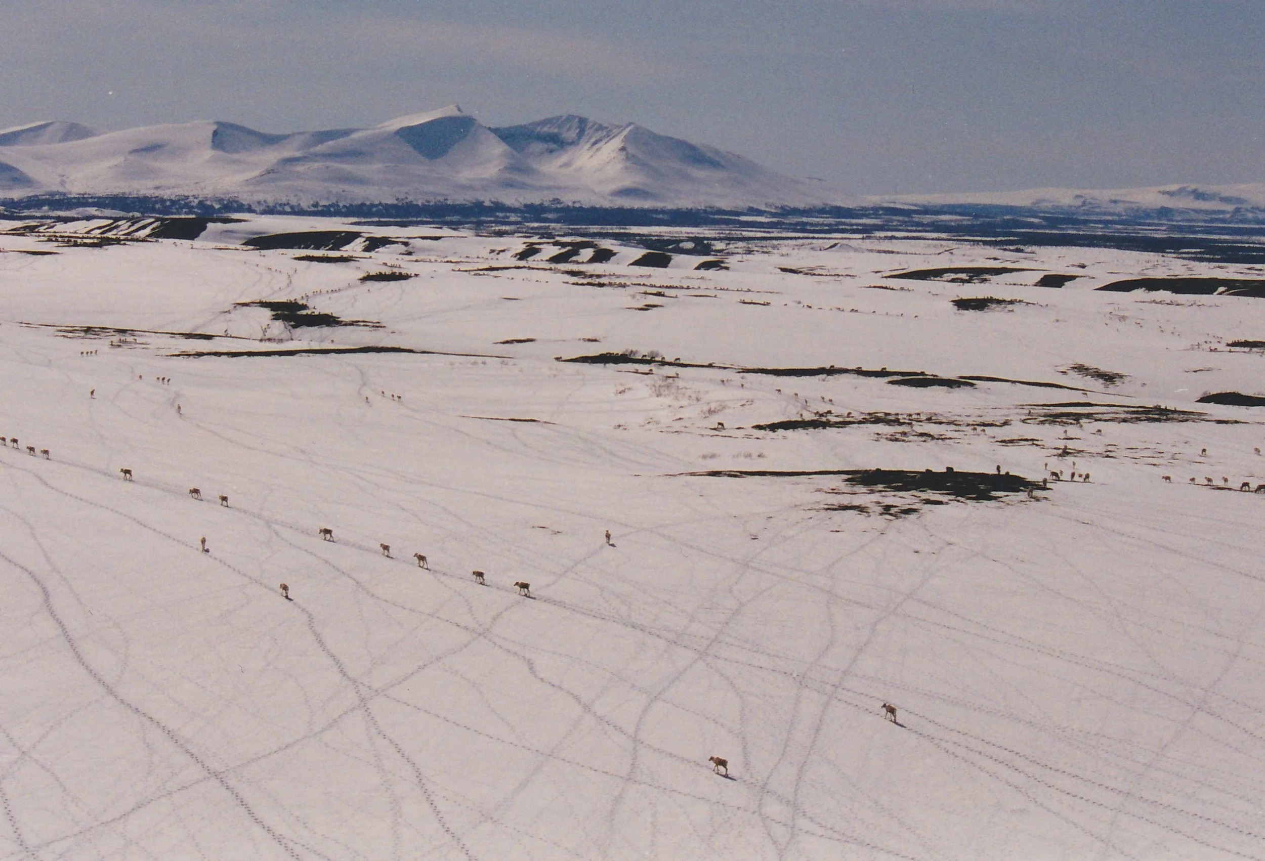 Caribou every where and the many trails they made. Tikchik Mountain in the background.
