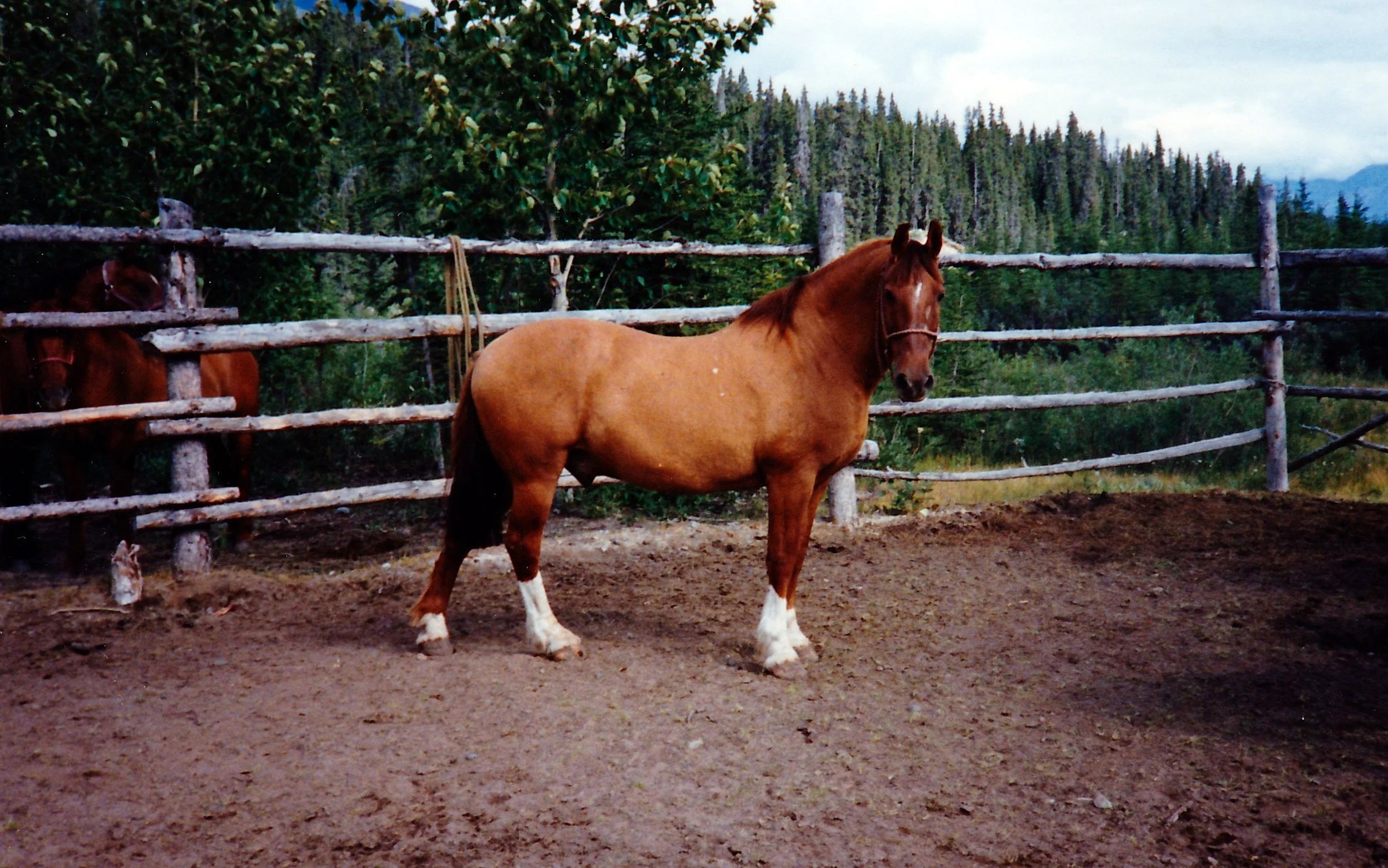 "Friendly" in our corral at Bryson Bar. We could always catch him by shaking a bag of feed. 