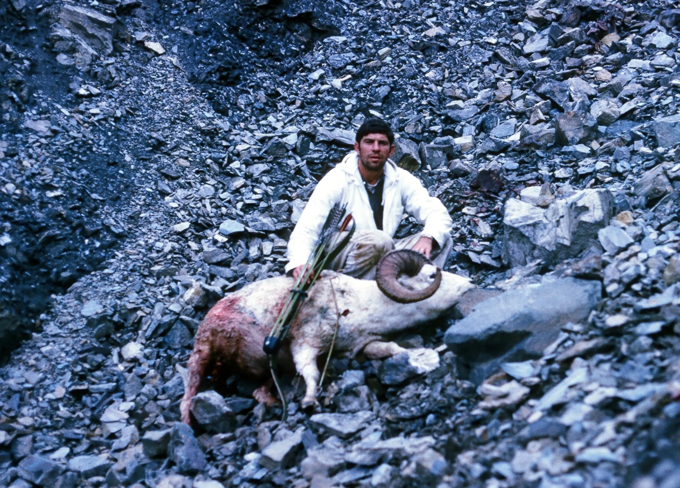 My 157 P&Y record book Dall ram.