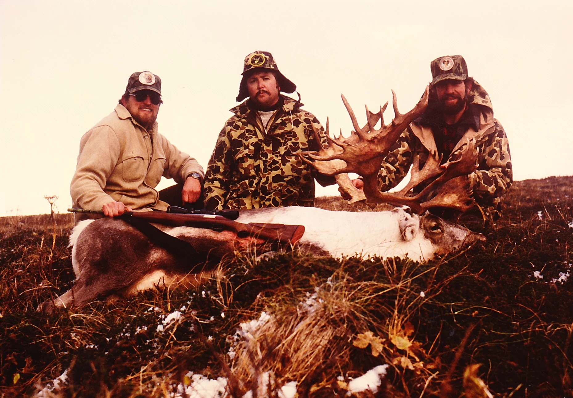 Cold Bay Caribou