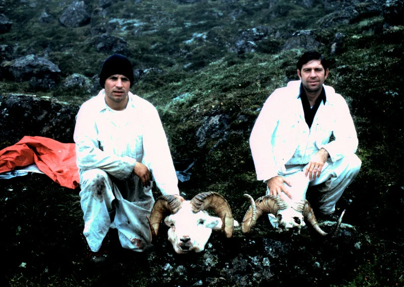Chugach Sheep