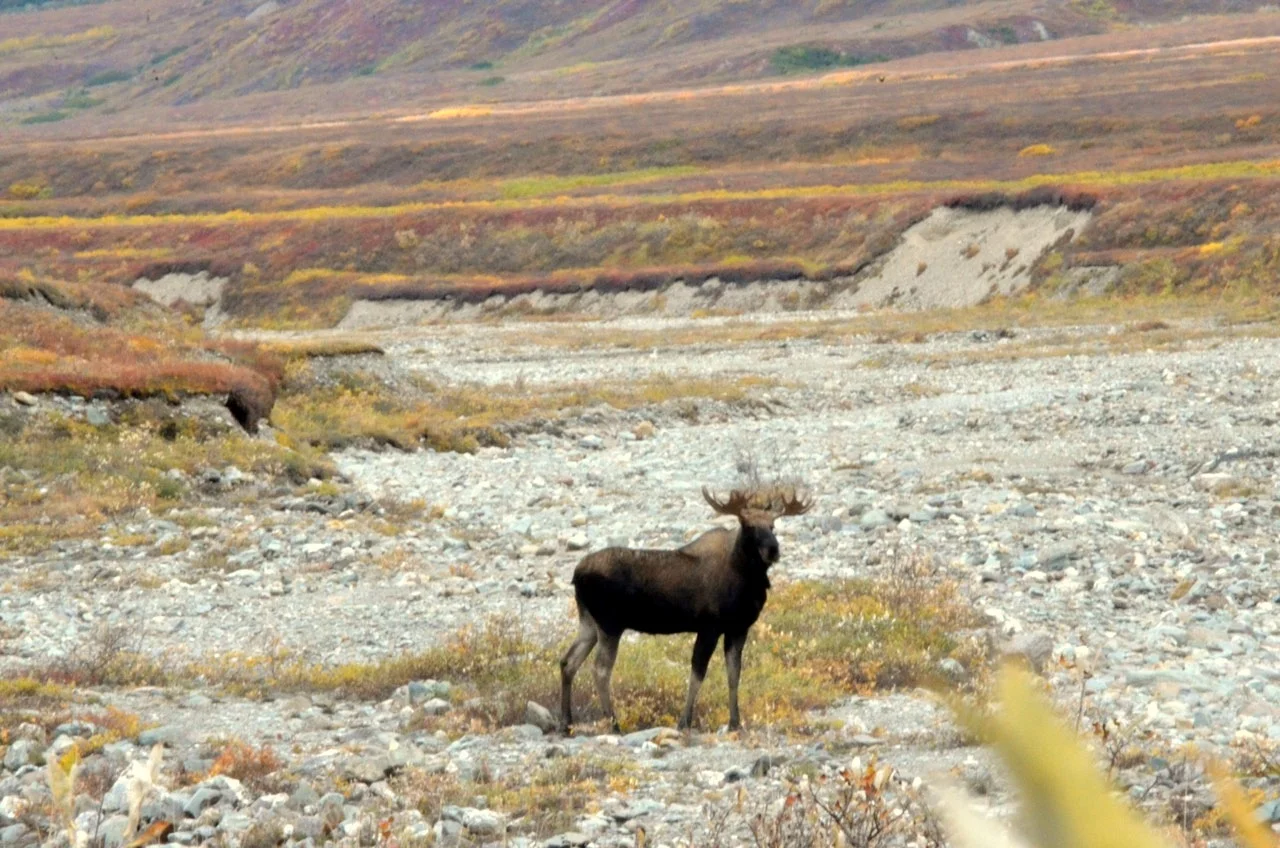The bull moose that Sagen called in after it came around to get our wind.