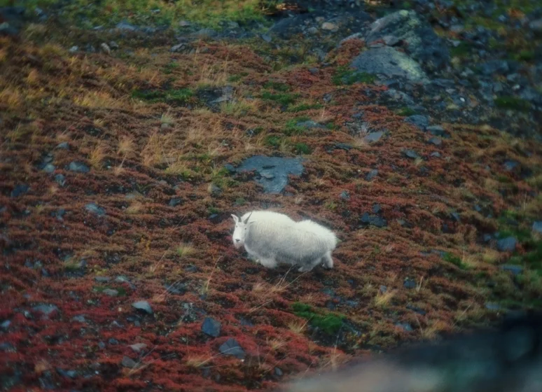 My Last Two Resident Goat Hunts