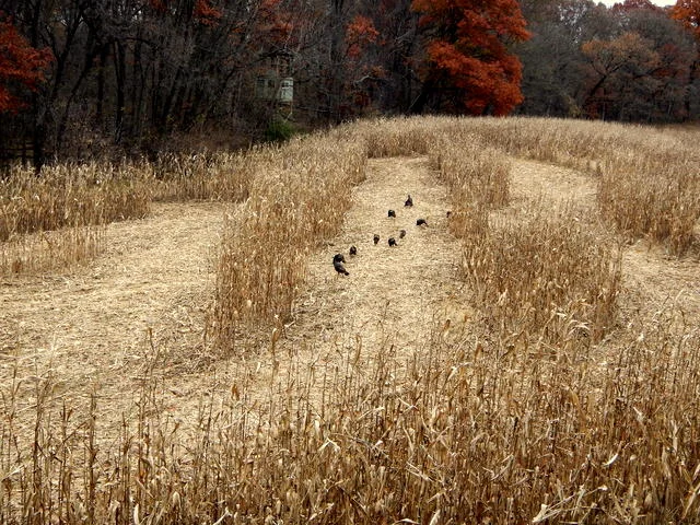 One of the many groups of turkeys that I watched from the blind.