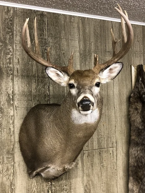 2018 Deer Mount