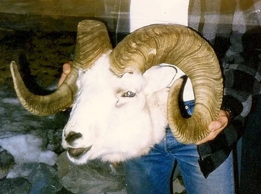 This was the ram that Tim was shooting at. You can see the bullet hole in the left horn.