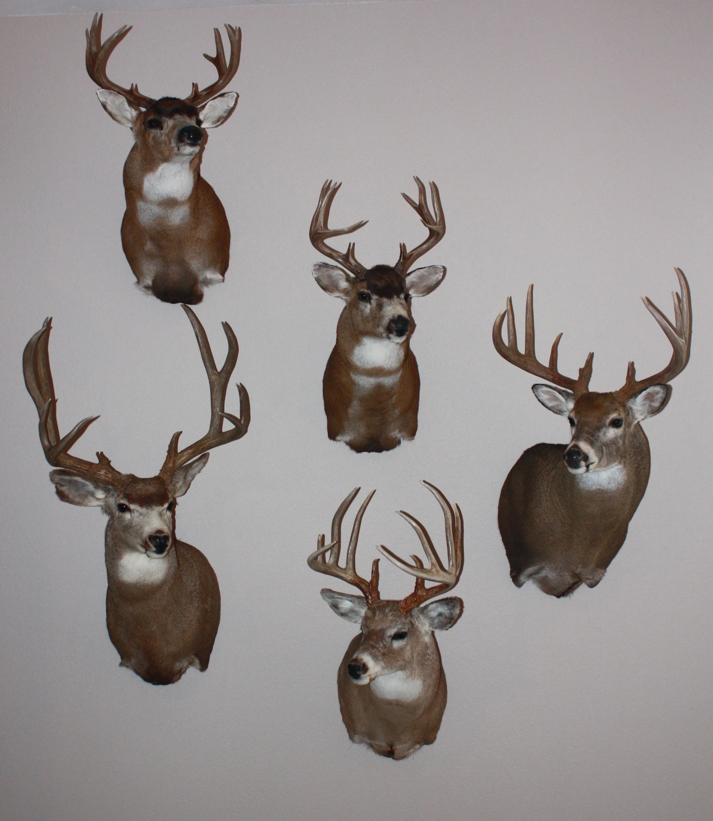 My Five Best Deer