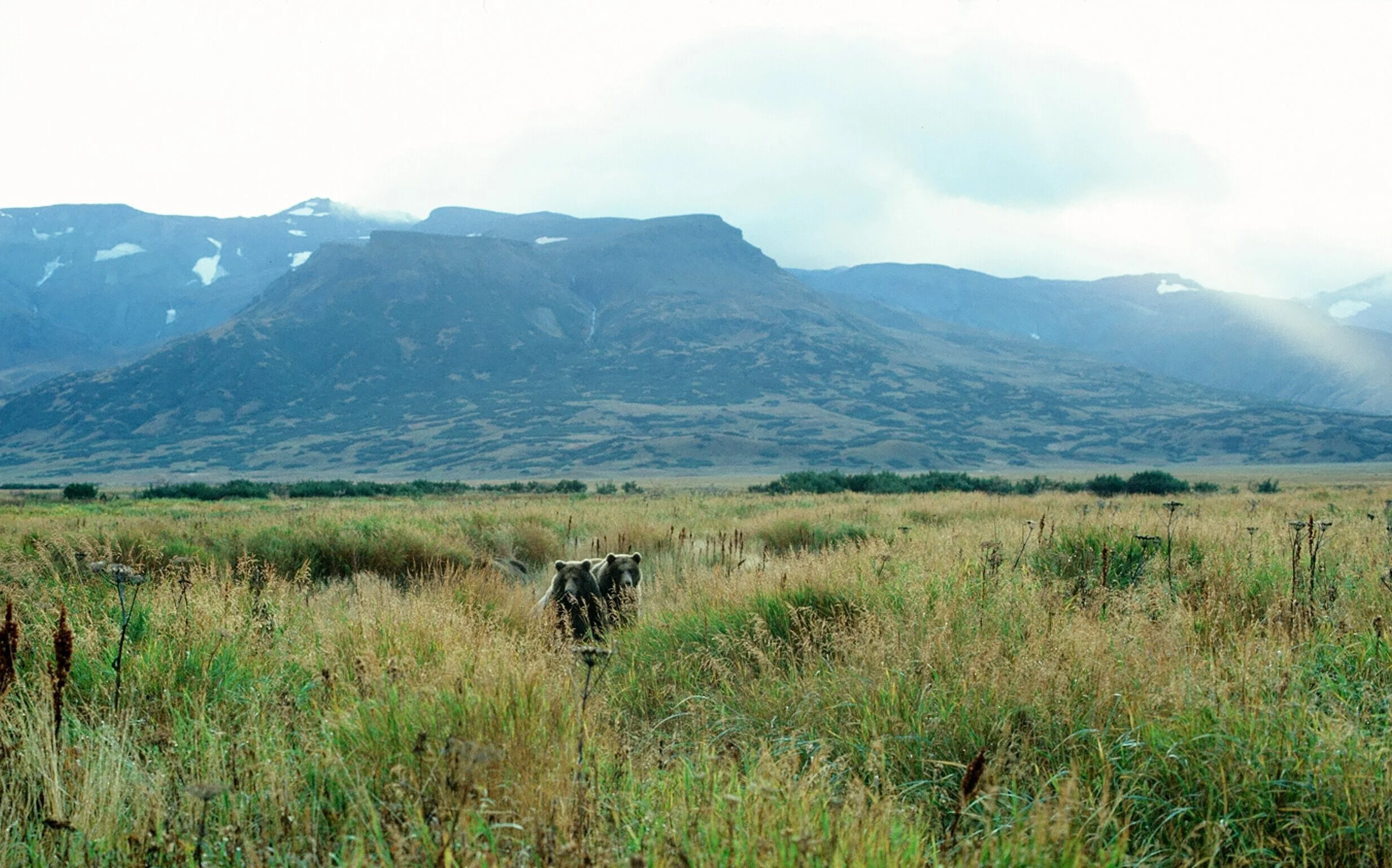 Bear Hunting Around Cold Bay