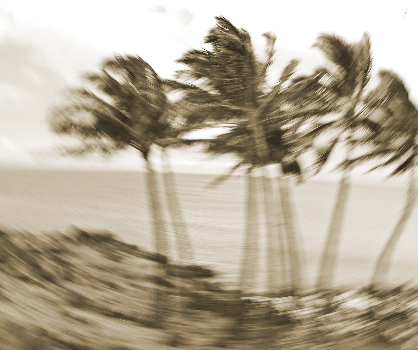 Palms blowing.jpg