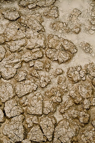Bark