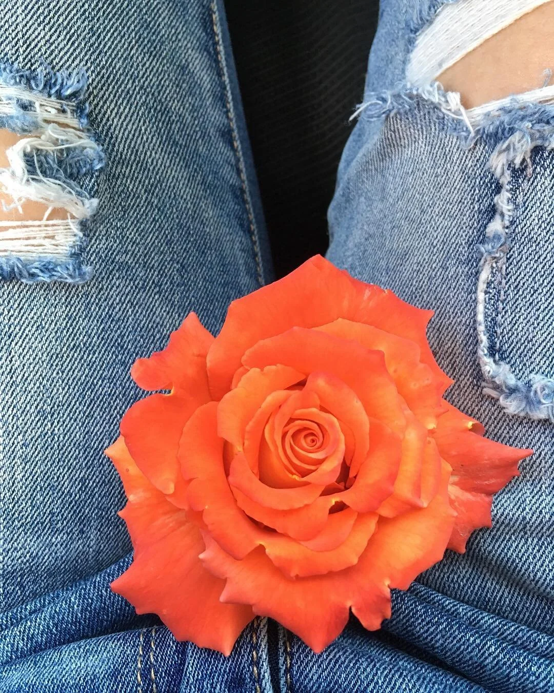 You are as perfect as a Rose