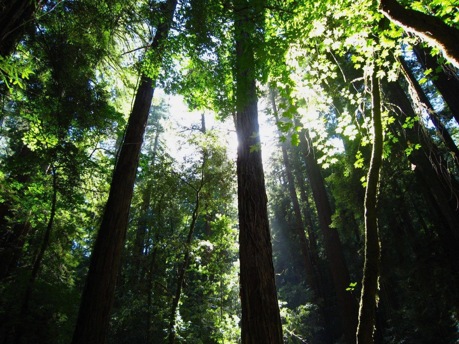 redwoods and sun .jpeg