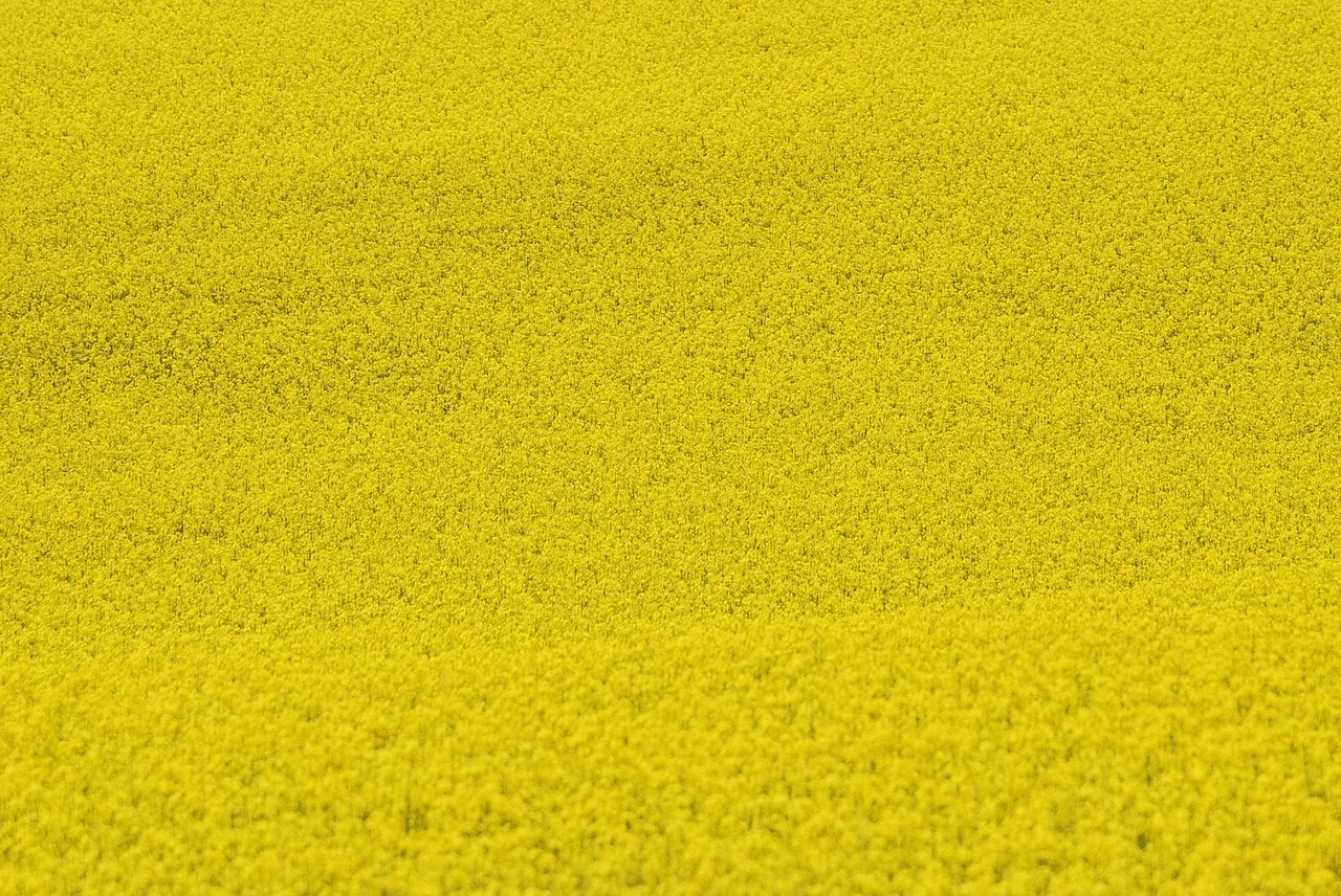 colza-field-208299_1280.jpg