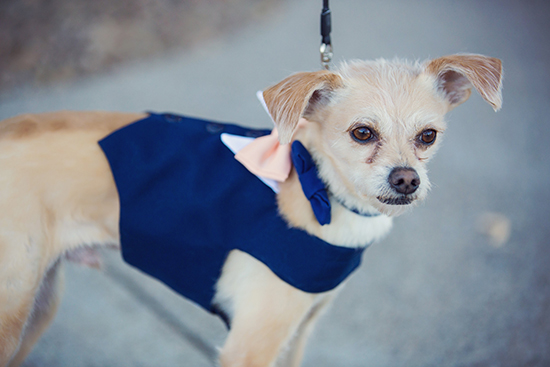 My first born, Chowder, serving as the ring bearer. Navy Blue and Peach dog tuxedo from Yvettes Little Shop. 