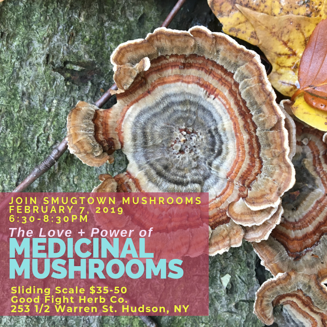 please RSVP to goodfightherbco@gmail.com to reserve your spot as class size is limited XO The Love + Power of Medicinal Mushrooms: Journey through the complex web & ancient world of medicinal mushrooms. Explore how they grow in nature then, how they nurture us in return. We will discuss the deep history humans have with medicinal mushrooms & their power to heal. Identifying uses, and ways to prepare them. We will focus on their constituents and the diversity of properties within just a few selected varieties. Mushrooms are known for forging our immune systems, circulation, anti-inflammation responses & more. Join us this evening to journey through just a handful of medicinal mushrooms that grow locally in the wild, that we can even incorporate in our growing practices to lessen the impact of wild-crafting. Lets cultivate a working, sustainable relationship with them in our health care. Raising awareness of the growing market for these healers and what it means for us to do our part to grow our own, and explore the ethics of this huge growing industry. All attendees will enjoy sipping on long brewed Chaga tea and take home some dried Reishi mushrooms to begin your partnership with these healers. Olga Tzogas created & operates Smugtown Mushrooms in Rochester NY. Her journey with Fungi and plants started over ten years ago. Working with these allies by foraging in both urban & more wild settings, and developing skills to identify for food and medicine. In 2011, Smugtown Mushrooms was established because there was a need for mushrooms & growing supplies, workshops, events & community based science in her area. While continuously learning more and embracing the never-ending, unlocked potential of mushrooms & fungi. Olga teaches workshops throughout the continent about wild mushroom identification, medicinal mushrooms, biology, and mushroom cultivation. She was a core organizer for the 2016 Radical Mycology Convergence, the MycoSymbiotics Festival from 2015-17 and helped establish the first ever New Moon Mycology Summit in 2018.