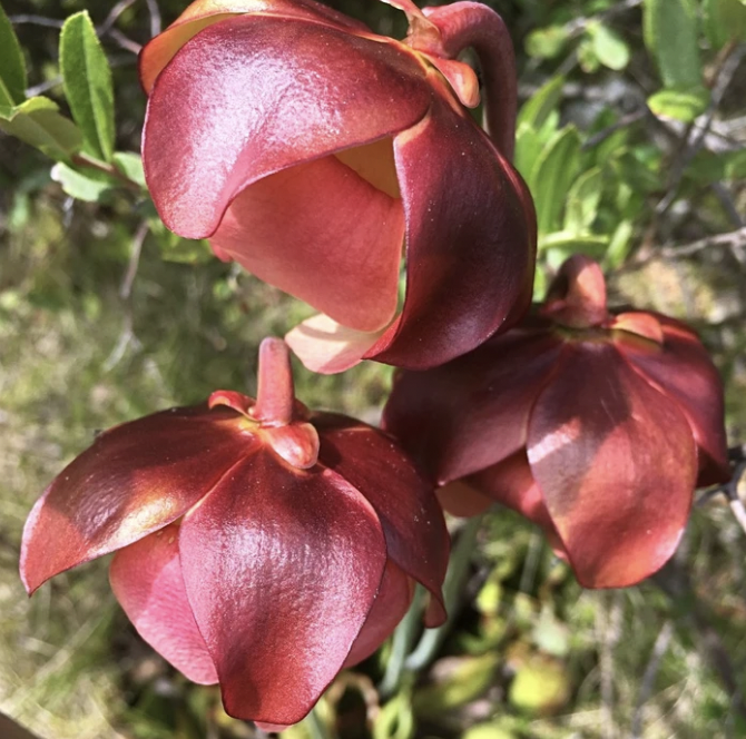 Screen Shot 2021-11-14 at 12.23.02 PM.png