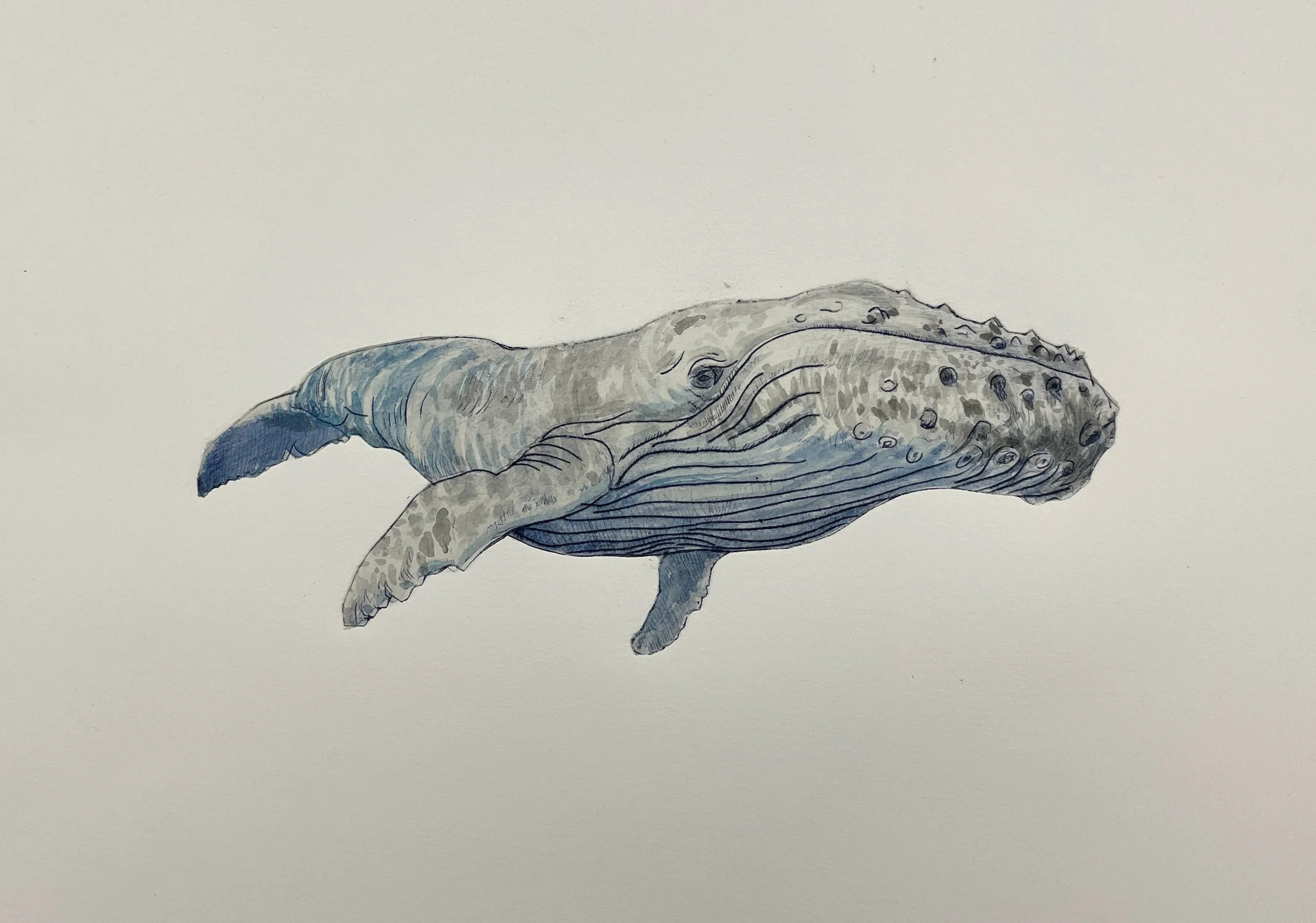 Humpback Whale