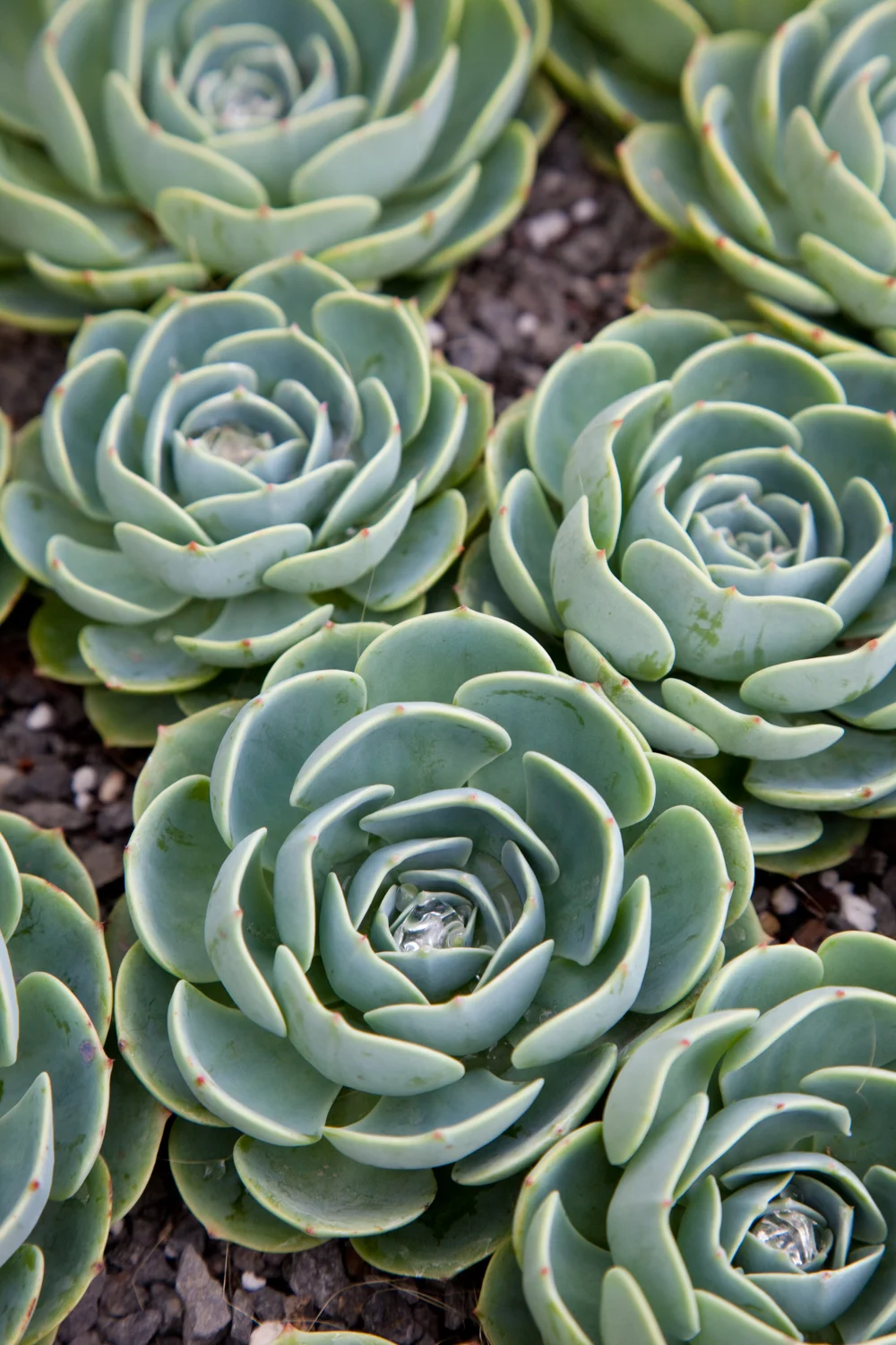 Still Life of Succulents | Susan Seubert
