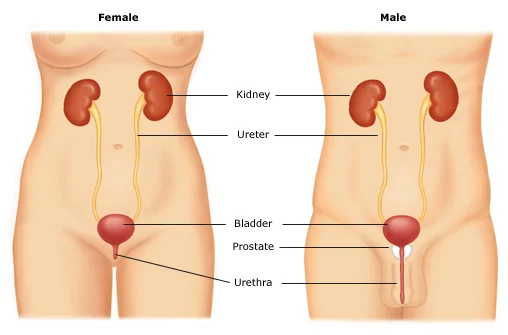 UrinaryTractAnatomy.jpeg #liftlaughkegel