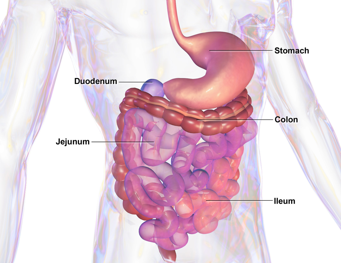 For more in-depth detail about digestion, please see http://www.womens-health-advice.com/digestive-system.html