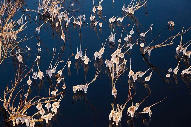 Little frosty guys. ❄️