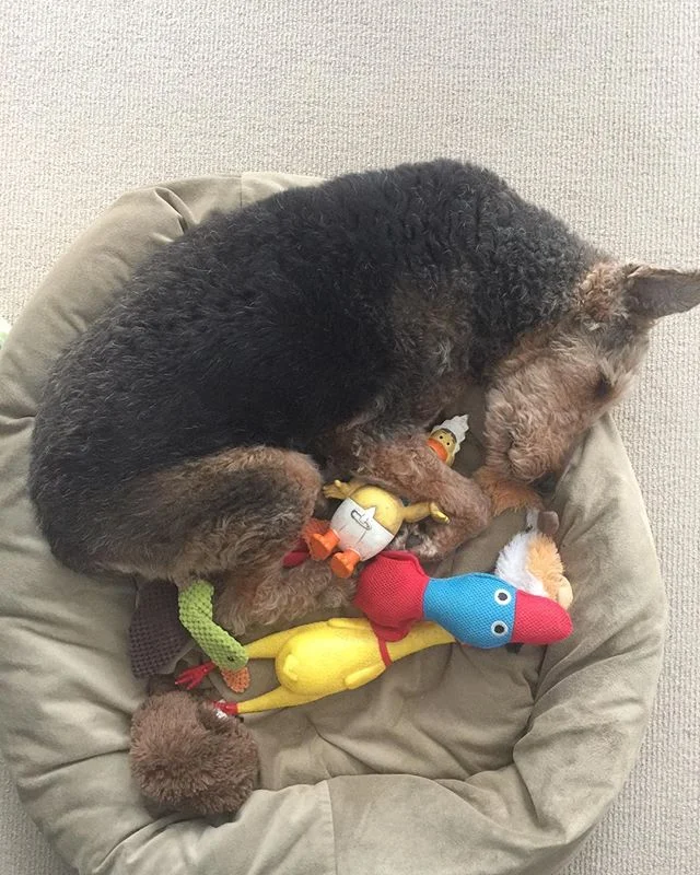 Duck hostage situation.