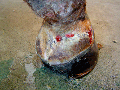  Barb wire victim after surgery performed by Dr. Ed hammer in Alamo Pintado.