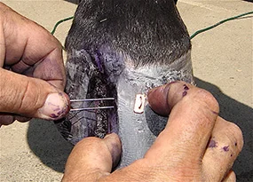  Stitching the hoof
