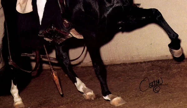 Notice this horse is walking on tendons and bulbs.