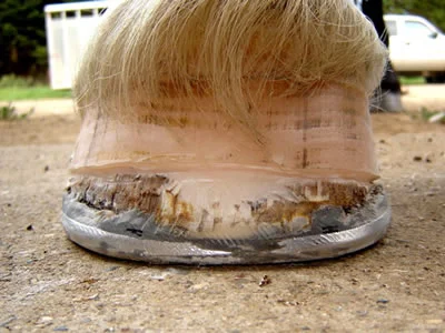  Glue on the aluminum shoes.