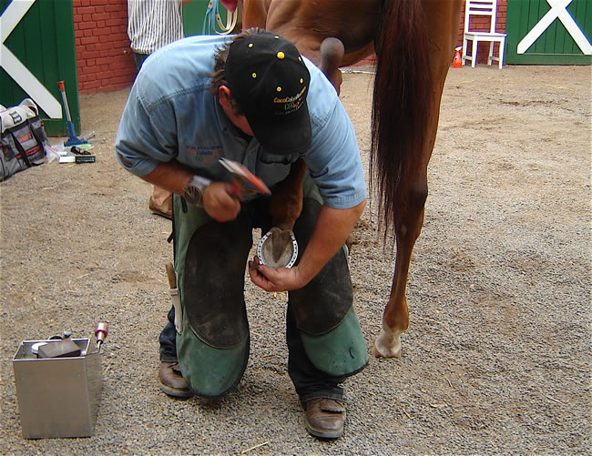Shoeing Argentinean Champion 10 times Graded race winning horse " Secretario Plan " What an honor